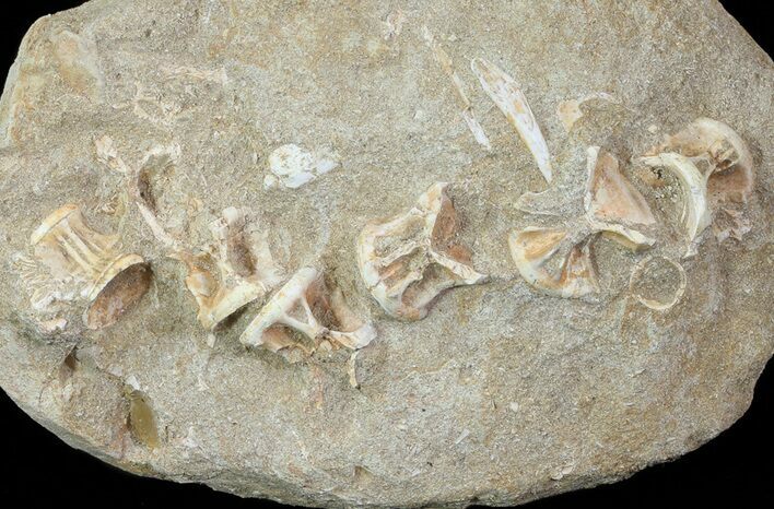 Cretaceous Fossil Fish Vertebrae Cluster In Rock - Morocco #66527